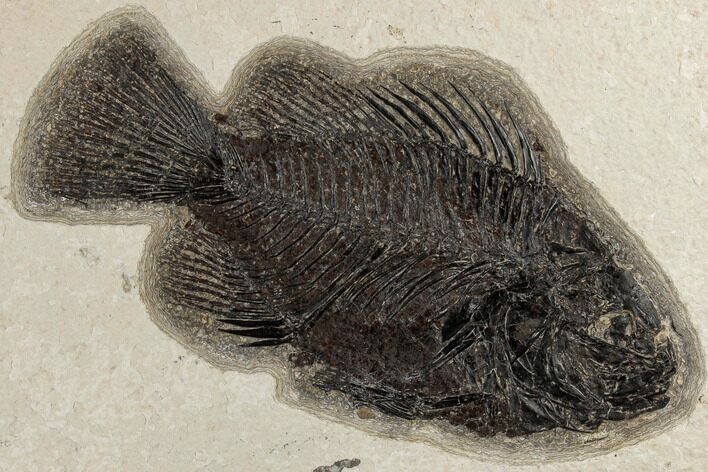Fossil Fish (Cockerellites) - Green River Formation #189301